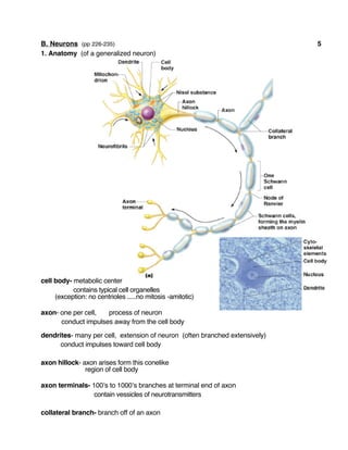 B. Neurons (pp 226-235) 5
1. Anatomy (of a generalized neuron)
cell body- metabolic center
contains typical cell organelles
(exception: no centrioles .....no mitosis -amitotic)
axon- one per cell, process of neuron
conduct impulses away from the cell body
dendrites- many per cell, extension of neuron (often branched extensively)
conduct impulses toward cell body
axon hillock- axon arises form this conelike
region of cell body
axon terminals- 100’s to 1000’s branches at terminal end of axon
contain vessicles of neurotransmitters
collateral branch- branch off of an axon
 