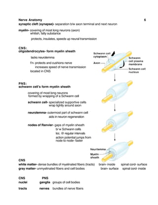 Nerve Anatomy 6
synaptic cleft (synapse)- separation b/w axon terminal and next neuron
myelin- covering of most long neurons (axon)
whitish, fatty substance
protects, insulates, speeds up neural transmission
CNS:
oligodendrocytes- form myelin sheath
lacks neurolemma
f’n- protects and cushions nerve
increases speed of nerve transmission
located in CNS
PNS:
schwann cell’s form myelin sheath
covering of most long neurons
formed by wrapping of a Schwann cell
schwann cell- specialized supportive cells
wrap tightly around axon
neurolemma- outermost part of schwann cell
aids in neuron regeneration
nodes of Ranvier- gaps of myelin sheath
b/ w Schwann cells
loc. @ regular intervals
action potential jumps from
node to node- faster
CNS
white matter- dense bundles of myelinated fibers (tracts) brain- inside spinal cord- surface
gray matter- unmyelinated fibers and cell bodies brain- surface spinal cord- inside
CNS PNS
nuclei ganglia groups of cell bodies
tracts nerves bundles of nerve fibers
 