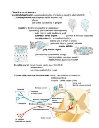 Classification of Neurons 7
functional classification- according to direction of impulse is traveling relative to CNS
1. sensory neuron- nerve impulse travels towards CNS
afferent
cell bodies outside CNS in ganglion
receptors- dendrite endings that are specialized
activated by specific changes nearby (stimuli)
taste, hearing, sight, equilibrium, smell
cutaneous sense organs- pacinian & meissner corpuscles
proprioceptors- loc. in muscles & tendons
detects amt. of stretch or tension
determines location, posture, and tone
muscle spindle
golgi tendon organs
pain receptors- bare dendrite endings
least specialized cutaneous receptor
most numerous cutaneous receptor
2. motor neuron- nerve impulse travels away from CNS
efferent neuron
cell bodies inside CNS in nuclei
3. association neurons (interneurons)- connect motor and sensory neurons
cell bodies in CNS
 