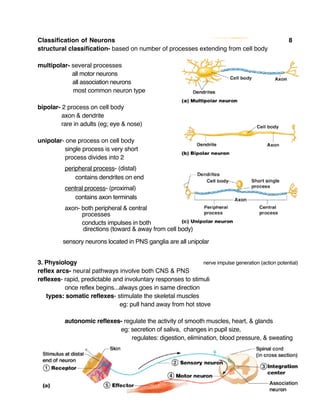 Classification of Neurons 8
structural classification- based on number of processes extending from cell body
multipolar- several processes
all motor neurons
all association neurons
most common neuron type
bipolar- 2 process on cell body
axon & dendrite
rare in adults (eg; eye & nose)
unipolar- one process on cell body
single process is very short
process divides into 2
peripheral process- (distal)
contains dendrites on end
central process- (proximal)
contains axon terminals
axon- both peripheral & central
processes
conducts impulses in both
directions (toward & away from cell body)
sensory neurons located in PNS ganglia are all unipolar
3. Physiology nerve impulse generation (action potential)
reflex arcs- neural pathways involve both CNS & PNS
reflexes- rapid, predictable and involuntary responses to stimuli
once reflex begins...always goes in same direction
types: somatic reflexes- stimulate the skeletal muscles
eg: pull hand away from hot stove
autonomic reflexes- regulate the activity of smooth muscles, heart, & glands
eg: secretion of saliva, changes in pupil size,
regulates: digestion, elimination, blood pressure, & sweating
 