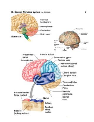 III. Central Nervous system (pp 235-249) 9
 