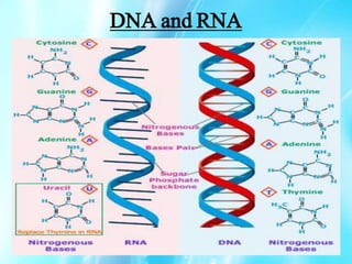 DNA and RNA
 
