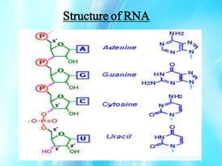 Structure of RNA
 