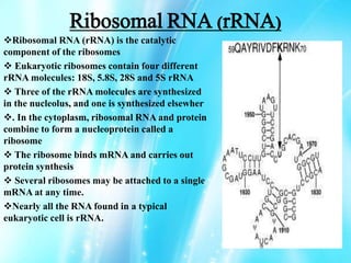 Ribosomal RNA (rRNA)
Ribosomal RNA (rRNA) is the catalytic
component of the ribosomes
 Eukaryotic ribosomes contain four different
rRNA molecules: 18S, 5.8S, 28S and 5S rRNA
 Three of the rRNA molecules are synthesized
in the nucleolus, and one is synthesized elsewher
. In the cytoplasm, ribosomal RNA and protein
combine to form a nucleoprotein called a
ribosome
 The ribosome binds mRNA and carries out
protein synthesis
 Several ribosomes may be attached to a single
mRNA at any time.
Nearly all the RNA found in a typical
eukaryotic cell is rRNA.
 