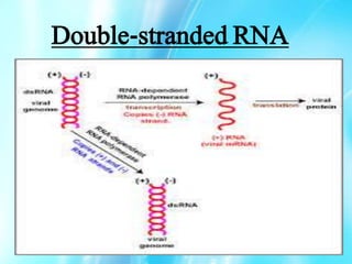 Double-stranded RNA
 