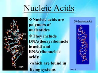 Nucleic Acids
Nucleic acids are
polymers of
nucleotides
They include
DNA(deoxyribonucle
ic acid) and
RNA(ribonucleic
acid);
-which are found in
living systems
RNA
 