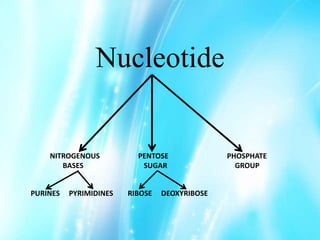 Nucleotide
PURINES PYRIMIDINES RIBOSE DEOXYRIBOSE
NITROGENOUS PENTOSE PHOSPHATE
BASES SUGAR GROUP
 