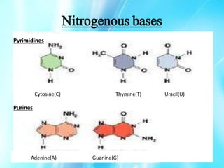 Nitrogenous bases
Cytosine(C) Thymine(T) Uracil(U)
Adenine(A) Guanine(G)
Pyrimidines
Purines
 
