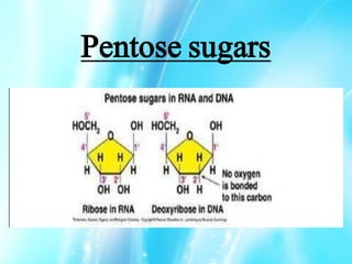 Pentose sugars
 