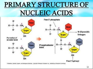 PRIMARY STRUCTURE OF
NUCLEIC ACIDS
N-Glycosidic
linkages
 