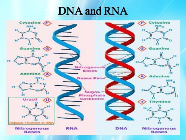Ribonucleic acid