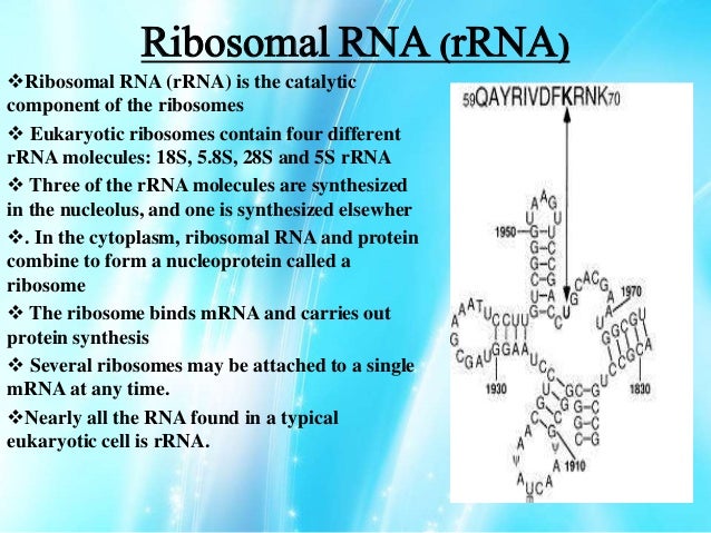 what is rrna