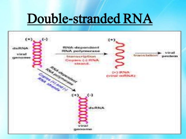 Ribonucleic Acid