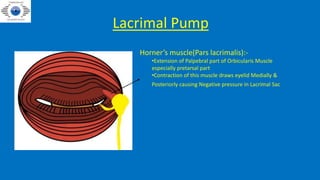 EYELID_ANATOMY presentation dhir bwn.pptx