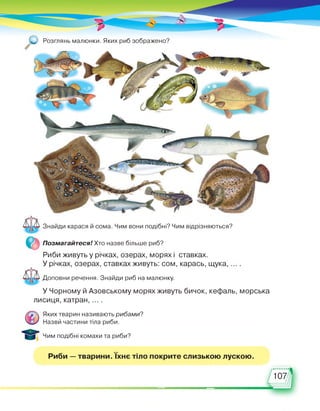 и Розглянь малюнки. Яких риб зображено?
Знайди карася й сома. Чим вони подібні? Чим відрізняються?
Позмагайтеся! Хто назве більше риб?
Риби живуть у річках, озерах, морях і ставках.
У річках, озерах, ставках живуть: сом, карась, щука,
Доповни речення. Знайди риб на малюнку.
У Чорному й Азовському морях живуть бичок, кефаль, морська
лисиця, катран, ... .
Яких тварин називають рибами?
Назви частини тіла риби.
Чим подібні комахи та риби?
Риби — тварини. їхнє тіло покрите слизькою лускою.
107
 