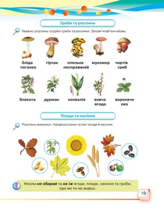 Гриби та рослини
Уважно розглянь отруйні гриби та рослини. Запам’ятай їхні назви.
гірчак опеньок мухомор
несправжній
чортів
грибпоганка
блекота дурман конвалія вовча вороняче
ягода око
Плоди та насіння
Розглянь малюнки. Назви рослини та їхні плоди й насіння.
Ніколи не збирай та не їж ягоди, плоди, насіння та гриби,
про які ти не знаєш.
19
 