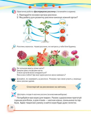 Практична робота «Досліджуємо рослину» (починайте з кореня).
1. Пригадайте основні органи рослини.
2. Яку роботу для розвитку рослини виконує кожний орган?
Розглянь малюнок. Назви рослини, які квітують у тебе біля будинку.
Які кольори мають осінні квіти?
Зверни увагу на форми квітів.
З яких органів вони складаються?
Яке в них стебло? До якої групи рослин вони належать?
Дізнайся, як називають ці рослини. Розкажи про свою участь у вирощу­
ванні рослин удома.
Спостерігай за рослинами на квітнику.
Дослідіть плоди й насіння рослин (за власним вибором).
Потурбуйся про корм для тварин. Разом з дорослими приготуй
горішки для білок, а для птахів — насіння клена, соняшника та гар­
буза. Адже тваринам узимку знайти корм буде дуже нелегко.
 