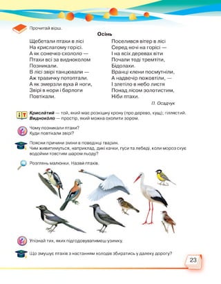 Прочитай вірш.
Осінь
Щебетали птахи в лісі
На крислатому горісі.
А як сонечко схололо —
Птахи всі за видноколом
Позникали.
В лісі звірі танцювали —
Аж травичку потоптали.
А як змерзли вуха й ноги,
Звірі в нори і барлоги
Повтікали.
Поселився вітер в лісі
Серед ночі на горісі —
І на всіх деревах віти
Почали тоді тремтіти,
Бідолахи.
Вранці клени посмутніли,
А надвечір пожовтіли, —
І злетіло в небо листя
Понад лісом золотистим,
Ніби птахи.
П. Осадчук
Щт Крислатий — той, який має розкішну крону (про дерево, кущ); гіллястий.
Видноколо — простір, який можна охопити зором.
Чому позникали птахи?
Куди повтікали звірі?
Поясни причини зміни в поведінці тварин.
І Чим живитимуться, наприклад, дикі качки, гуси та лебеді, коли мороз скує
водойми товстим шаром льоду?
Розглянь малюнки. Назви птахів.
Упізнай тих, яких підгодовуватимеш узимку.
Що змушує птахів з настанням холодів збиратись у далеку дорогу?
23
 