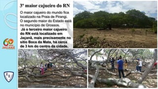 3º maior cajueiro do RN
O maior cajueiro do mundo fica
localizado na Praia de Pirangi.
O segundo maior do Estado está
no município de Grossos.
Já o terceiro maior cajueiro
do RN está localizado em
Jaçanã, mais precisamente no
sítio Boca da Mata, há cerca
de 3 km do centro da cidade.
 