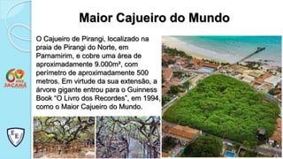 O Cajueiro de Pirangi, localizado na
praia de Pirangi do Norte, em
Parnamirim, e cobre uma área de
aproximadamente 9.000m², com
perímetro de aproximadamente 500
metros. Em virtude da sua extensão, a
árvore gigante entrou para o Guinness
Book “O Livro dos Recordes”, em 1994,
como o Maior Cajueiro do Mundo.
Maior Cajueiro do Mundo
 