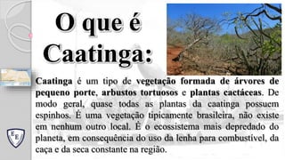 Caatinga é um tipo de vegetação formada de árvores de
pequeno porte, arbustos tortuosos e plantas cactáceas. De
modo geral, quase todas as plantas da caatinga possuem
espinhos. É uma vegetação tipicamente brasileira, não existe
em nenhum outro local. É o ecossistema mais depredado do
planeta, em consequência do uso da lenha para combustível, da
caça e da seca constante na região.
O que é
Caatinga:
 