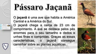 Pássaro Jaçanã
O jaçanã é uma ave que habita a América
Central e a América do Sul.
O jaçanã chega a cerca de 23 cm de
comprimento. A ave se destaca pelos pés
enormes para o seu tamanho e dedos e
unhas finas e compridas. Graças as essas
características, o jaçanã consegue
caminhar sobre as plantas aquáticas.
 