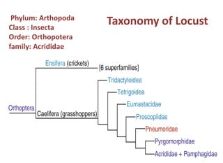 Current status of Desert Locust and future strategies for the ...