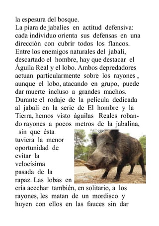 la espesura del bosque.
La piara de jabalíes en actitud defensiva:
cada individuo orienta sus defensas en una
dirección co...