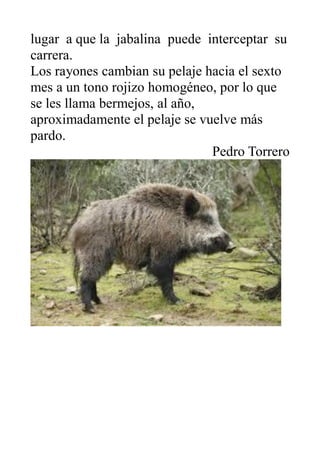 lugar a que la jabalina puede interceptar su
carrera.
Los rayones cambian su pelaje hacia el sexto
mes a un tono rojizo ho...