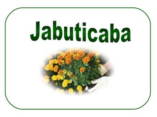 Jabuticaba  