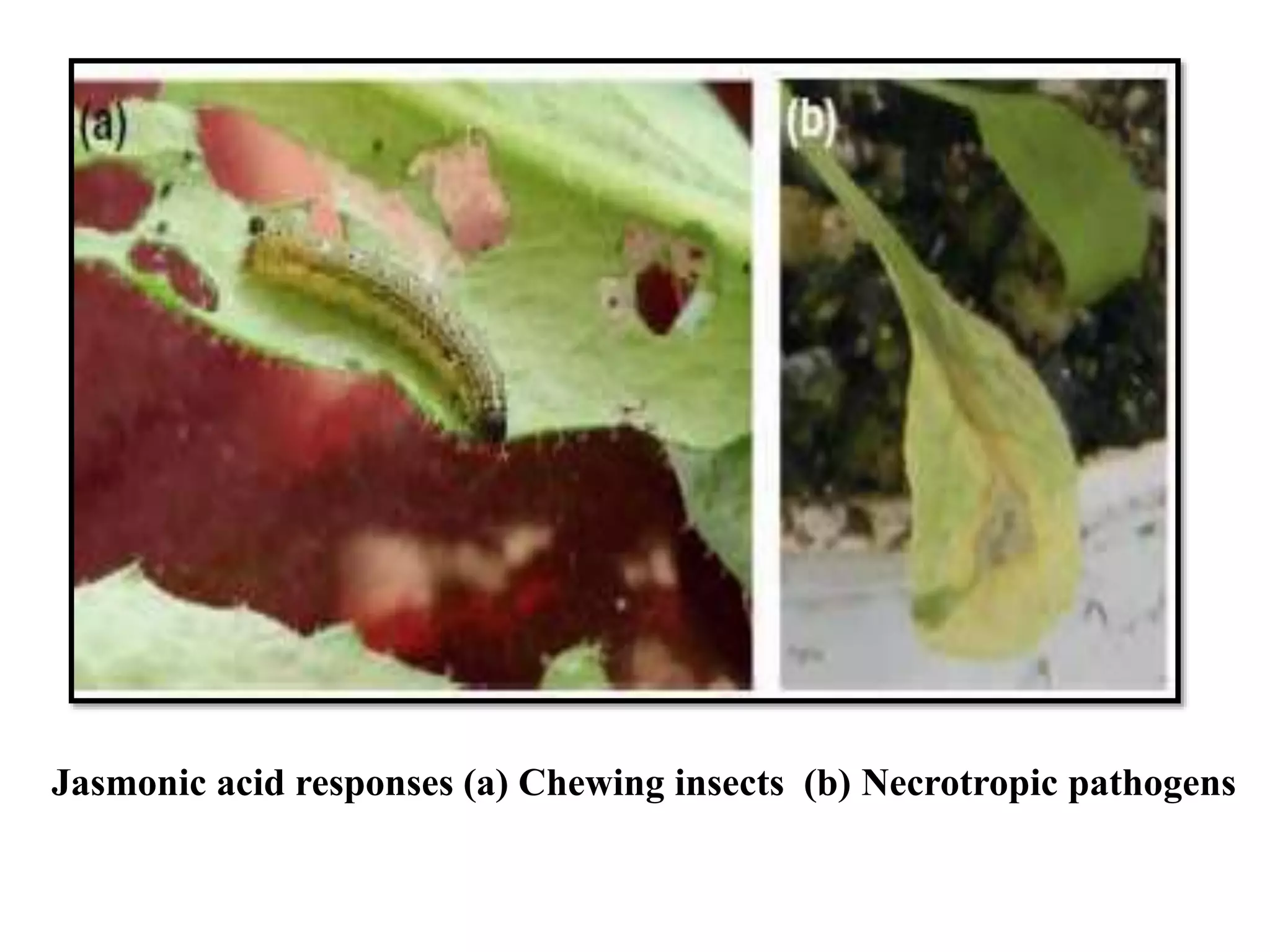 Role of Jasmonic acid in plant development and defense responses | PPTX