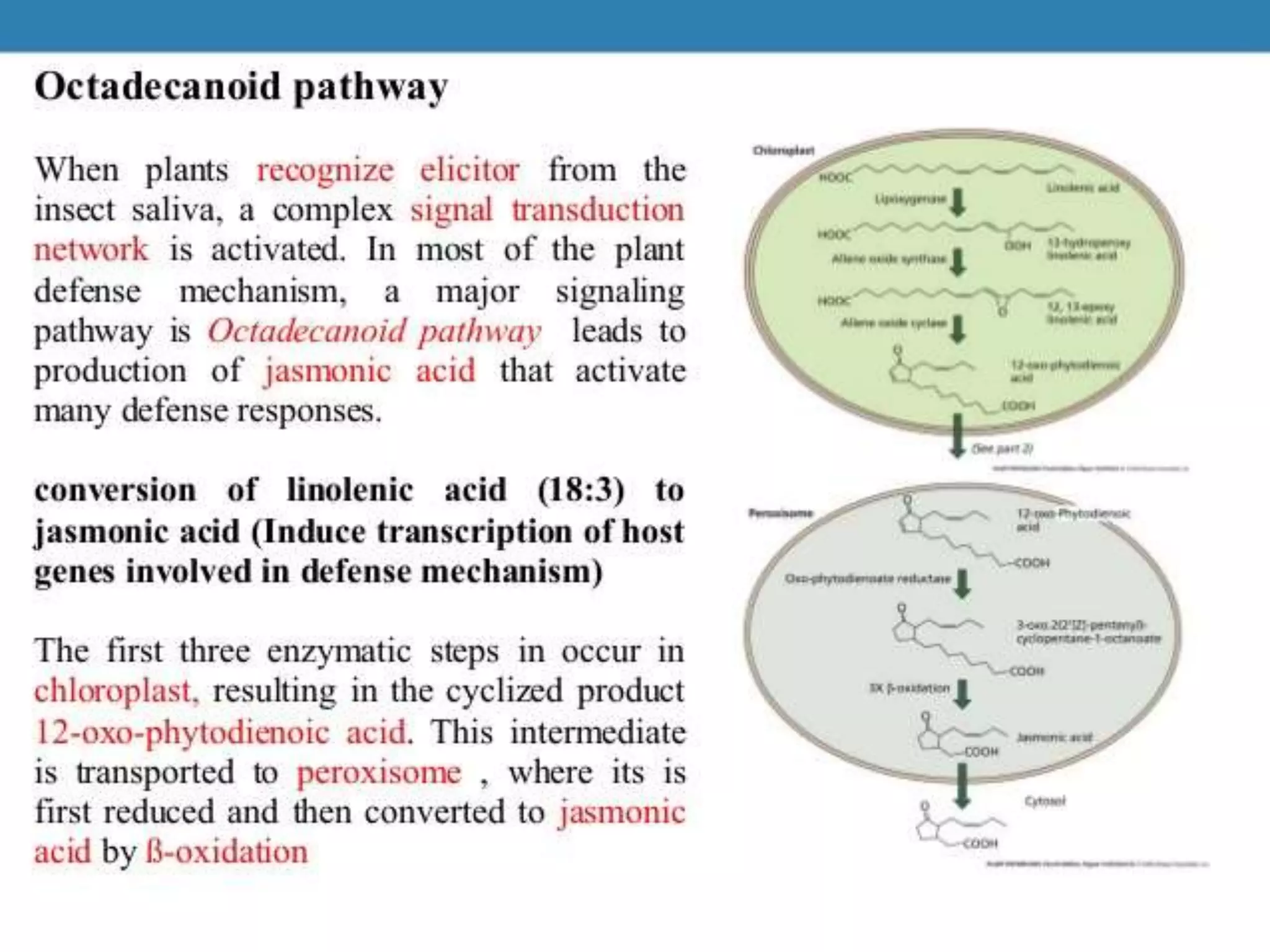 Role of Jasmonic acid in plant development and defense responses | PPTX