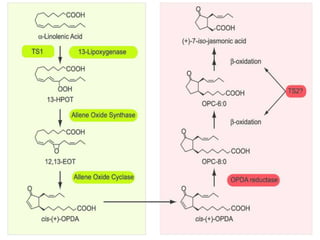 Role of Jasmonic acid in plant development and defense responses | PPTX