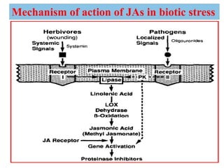 Role of Jasmonic acid in plant development and defense responses | PPTX