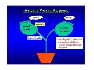 Role of Jasmonic acid in plant development and defense responses | PPTX