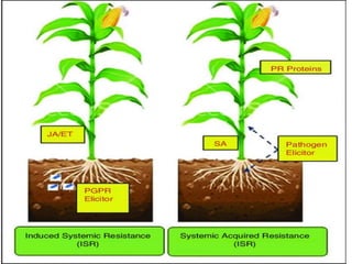 Role of Jasmonic acid in plant development and defense responses | PPTX