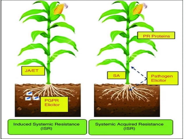 Role of Jasmonic acid in plant development and defense responses | PPTX