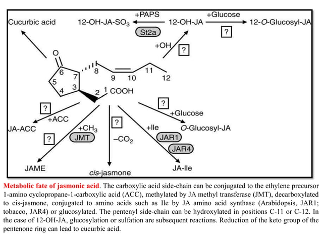 Role of Jasmonic acid in plant development and defense responses | PPTX