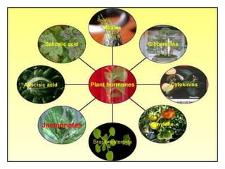 Role of Jasmonic acid in plant development and defense responses | PPTX