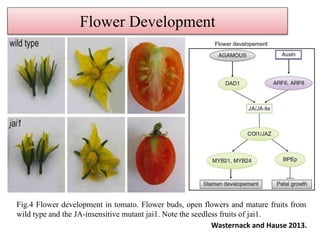 Role of Jasmonic acid in plant development and defense responses | PPTX