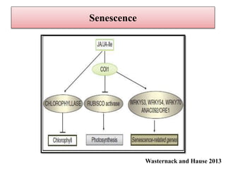Role of Jasmonic acid in plant development and defense responses | PPTX