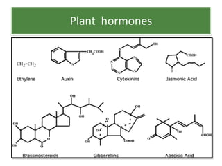 Role of Jasmonic acid in plant development and defense responses | PPTX