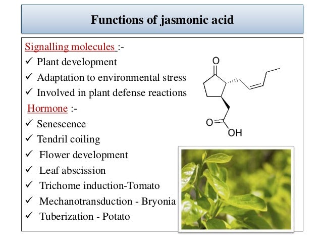 Image result for Jasmonic acid use
