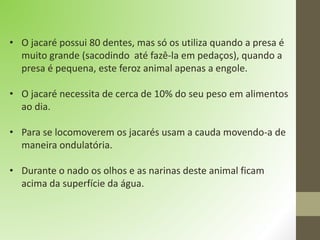 • O jacaré possui 80 dentes, mas só os utiliza quando a presa é
muito grande (sacodindo até fazê-la em pedaços), quando a
presa é pequena, este feroz animal apenas a engole.
• O jacaré necessita de cerca de 10% do seu peso em alimentos
ao dia.
• Para se locomoverem os jacarés usam a cauda movendo-a de
maneira ondulatória.
• Durante o nado os olhos e as narinas deste animal ficam
acima da superfície da água.
 
