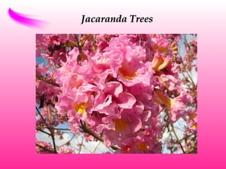Jacaranda TreesJacaranda Trees
 