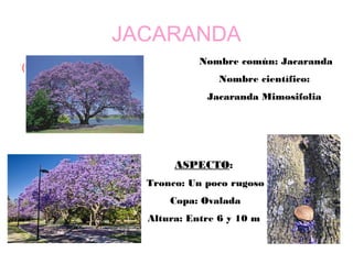 JACARANDA
Nombre común: Jacaranda
Nombre científico:
Jacaranda Mimosifolia
ASPECTO:
Tronco: Un poco rugoso
Copa: Ovalada
Altura: Entre 6 y 10 m
(foto del árbol)
 