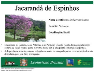 • Encontrada no Cerrado, Mata Atlântica e no Pantanal. Quando florida, fica completamente
coberta de flores roxas e como o próprio nome diz, é uma planta com muitos espinhos.
• A dispersão de sementes ocorre pela ação do vento e é adequada para a recomposição de mata
degradada, pois tem fácil propagação.
Nome Científico: Machaerium hirtum
Família: Fabaceae
Localização: Brasil
Fonte: http://www.arvores.brasil.nom.br/new/jacarandaespinho/
Imagem: http://arvoresbrasileiras.grupoaleixo.com/arvore/1
Jacarandá de Espinhos
 