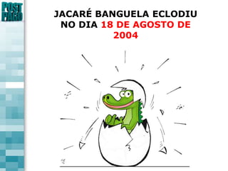 JACARÉ BANGUELA ECLODIUNO DIA 18 DE AGOSTO DE 2004