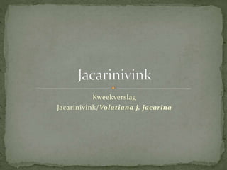 Kweekverslag
Jacarinivink/Volatiana j. jacarina
 