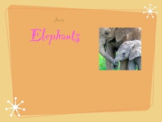Jacey

Elephants
 